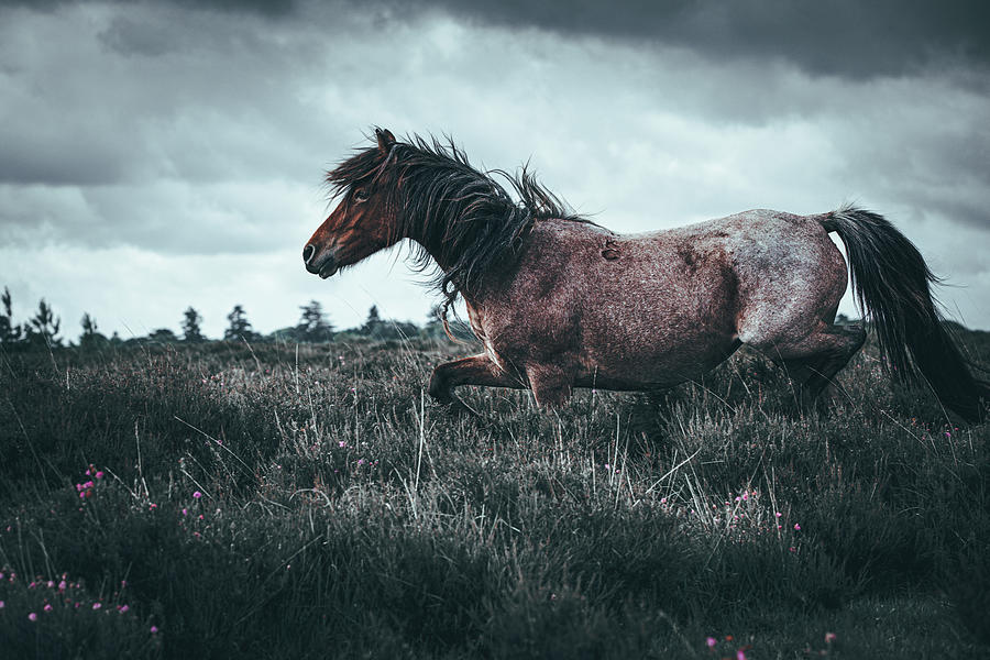 On the run - Horse Art Photograph by Lisa Saint
