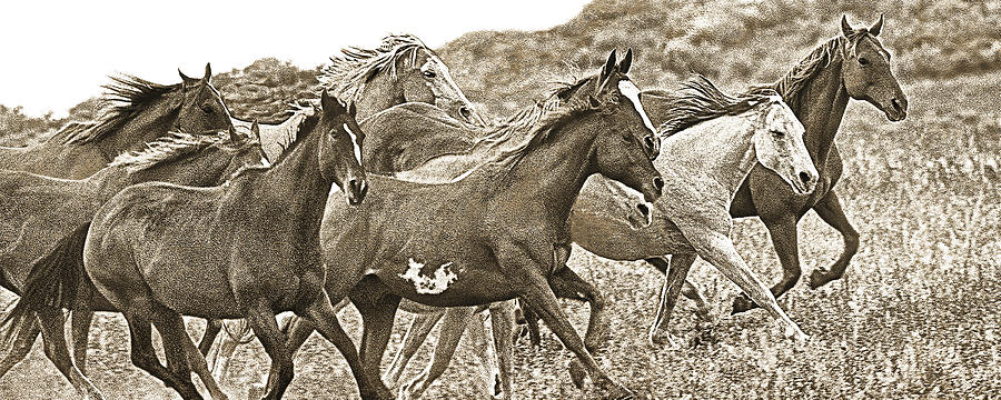 On The Run Sepia Photograph by Don Schimmel