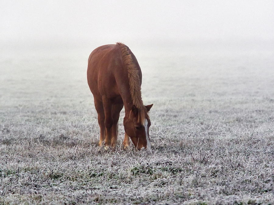 On the silver fields. Horse Photograph by Jouko Lehto