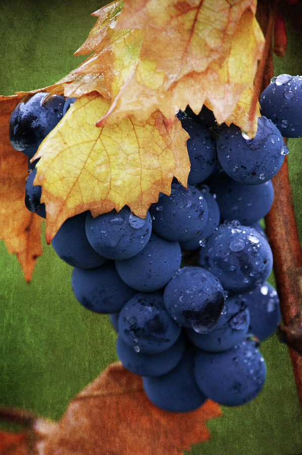 On The Vine Photograph by Dale Kincaid