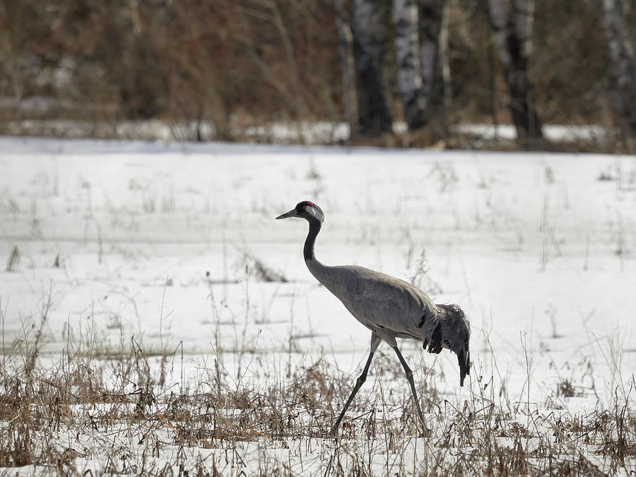 On the walk today. Eurasian crane Photograph by Jouko Lehto