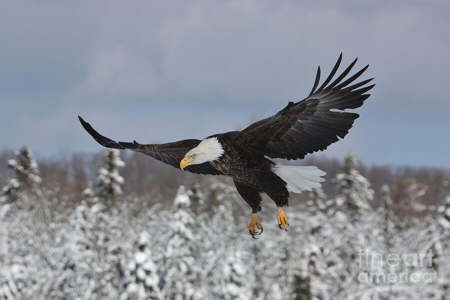 Eagle Photograph - On the Wings of Eagles by Teresa McGill