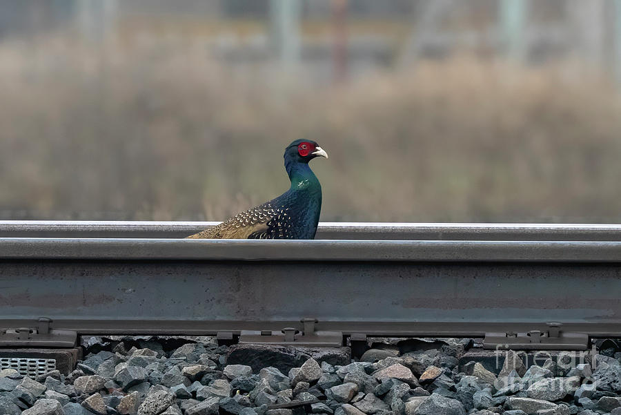 Pheasant Photograph - On the Wrong Track by Michael Dawson