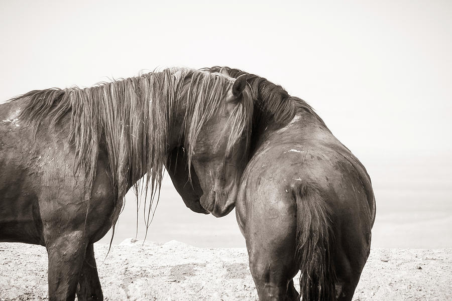 Horse Photograph - Onaqui Affection by Dirk Johnson