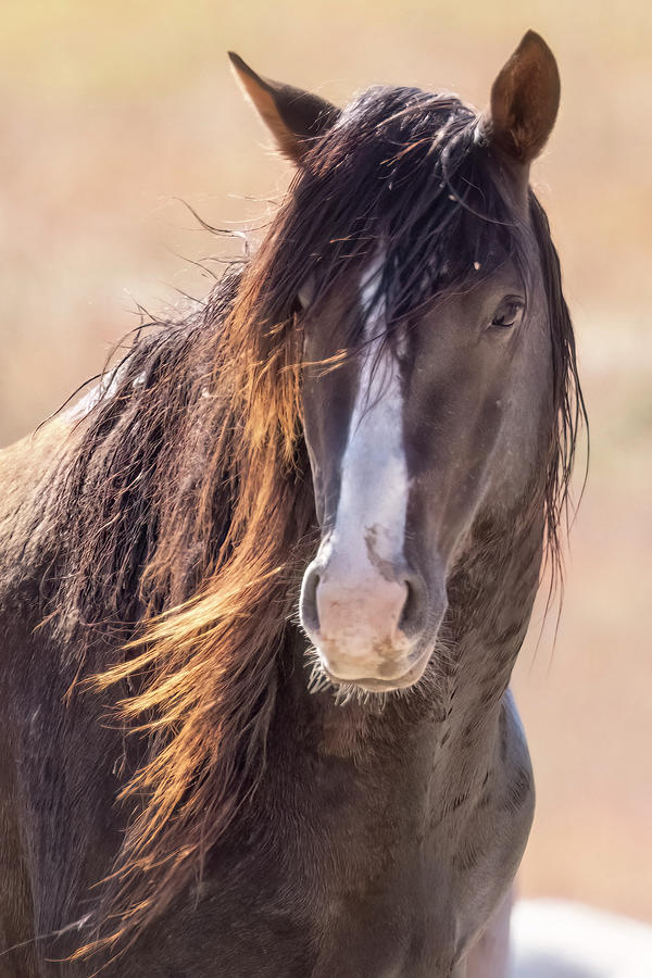 Onaqui Bay Mustang with Lovely Mane Photograph by Belinda Greb