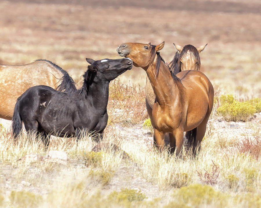 Onaqui Foal Nuzzling a Friend Photograph by Belinda Greb