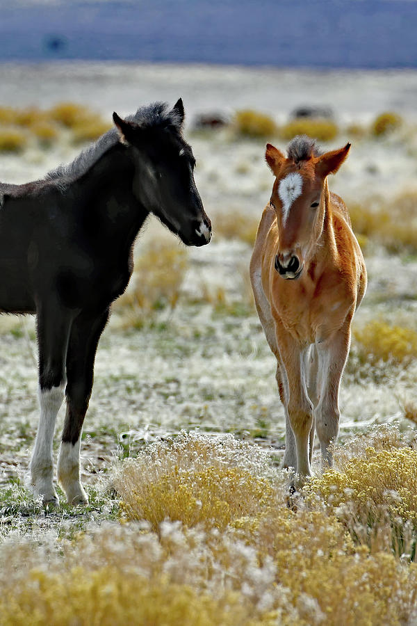 Onaqui Foals Photograph by Jennifer Robin