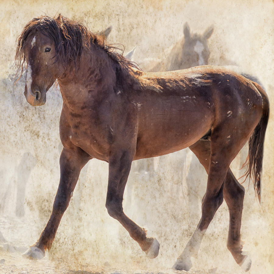 Onaqui Mustang Beauty Photograph by Belinda Greb