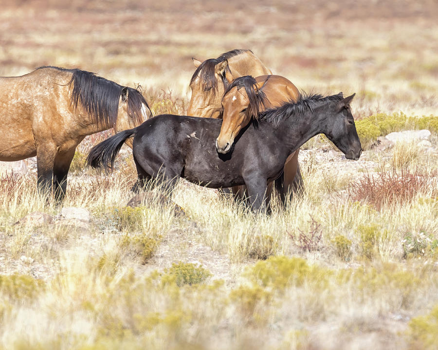Onaqui Mustang Pals Affection Photograph by Belinda Greb