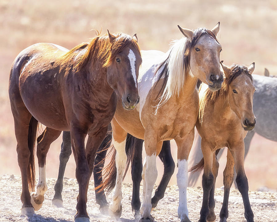 Onaqui Mustang Pals Photograph by Belinda Greb