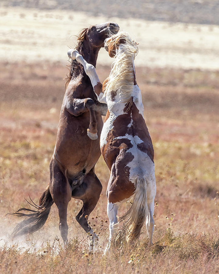 Onaqui Mustangs Fighting Photograph by Belinda Greb
