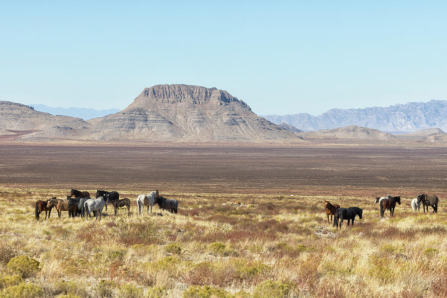 Onaqui Mustangs on the Range Photograph by Belinda Greb