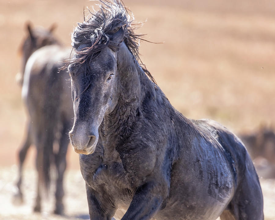 Onaqui Prancing Horse Photograph by Belinda Greb