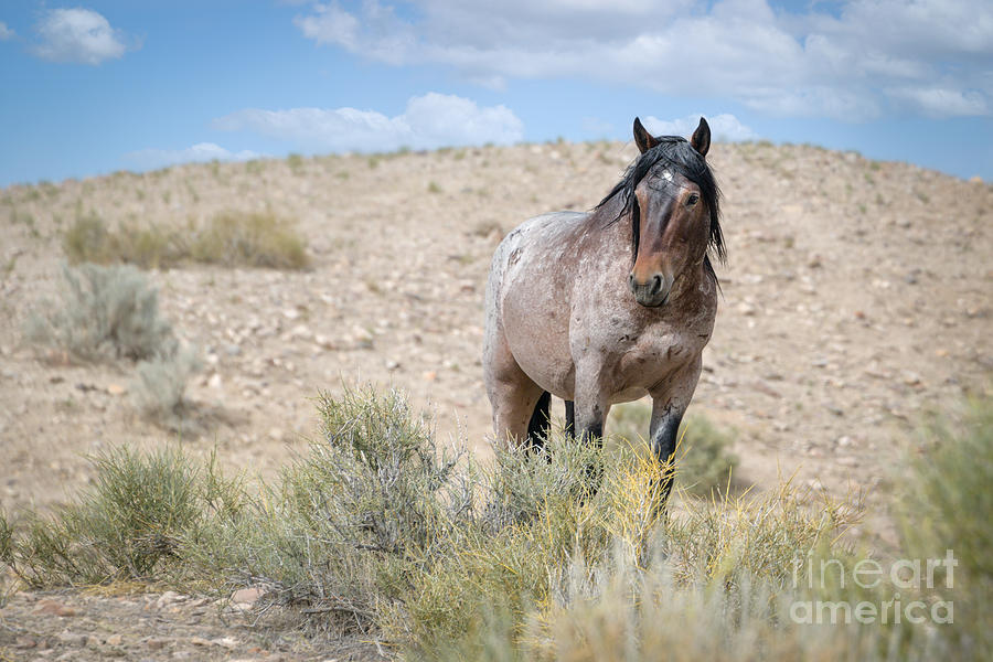 Onaqui Roan Stallion  Photograph by Lisa Manifold