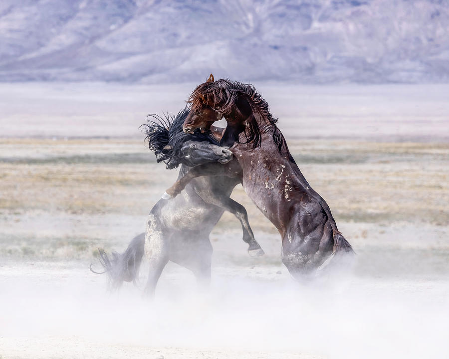 Onaqui Stallions Wild and Free Photograph by Wes and Dotty Weber