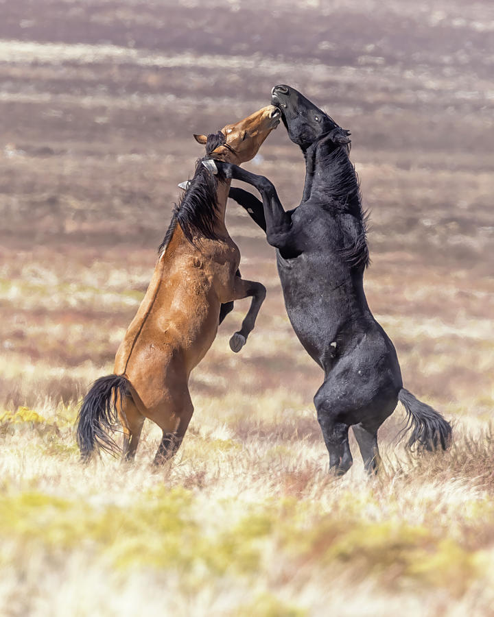 Onaqui Wild Horse Play, No. 1 Photograph by Belinda Greb