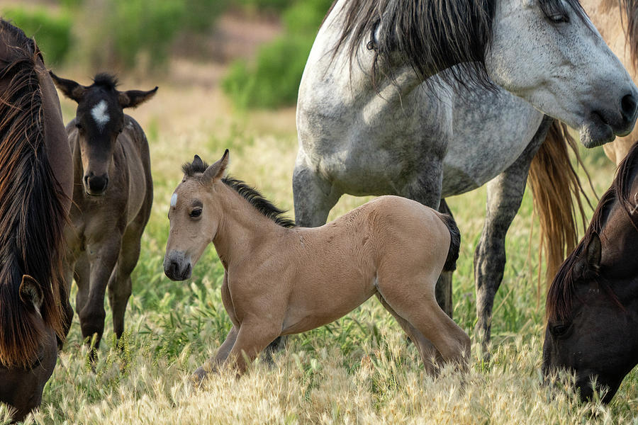 Onaqui Wild Horse Ponies Photograph by Wesley Aston