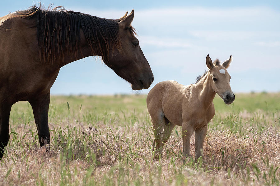 Onaqui Wild Horse Pony and Mother Photograph by Wesley Aston