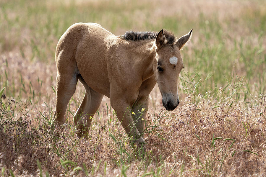 Onaqui Wild Horse Pony Photograph by Wesley Aston