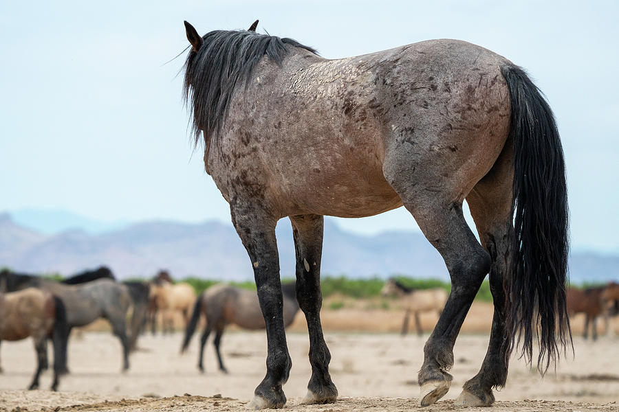 Onaqui Wild Horses in the Desert Photograph by Wesley Aston