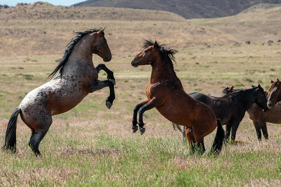 Onaqui Wild Horses Rearing Up Photograph by Wesley Aston
