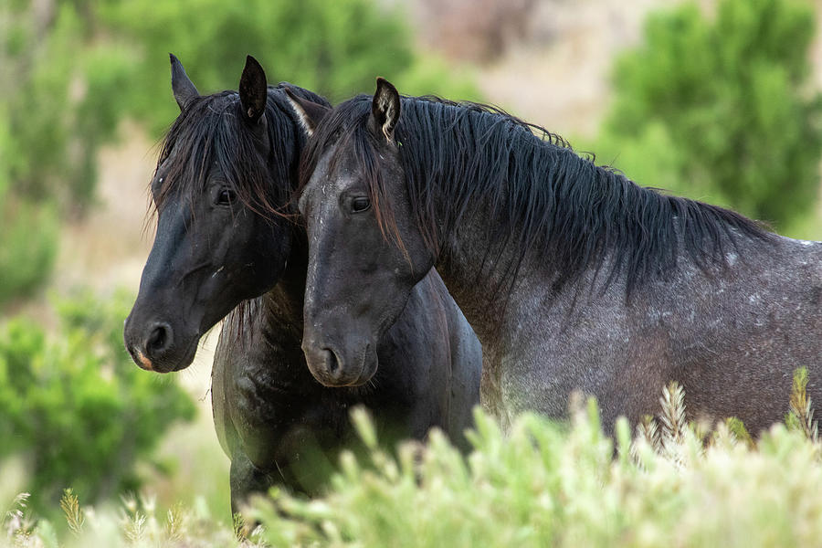 Onaqui Wild Horses Photograph by Wesley Aston