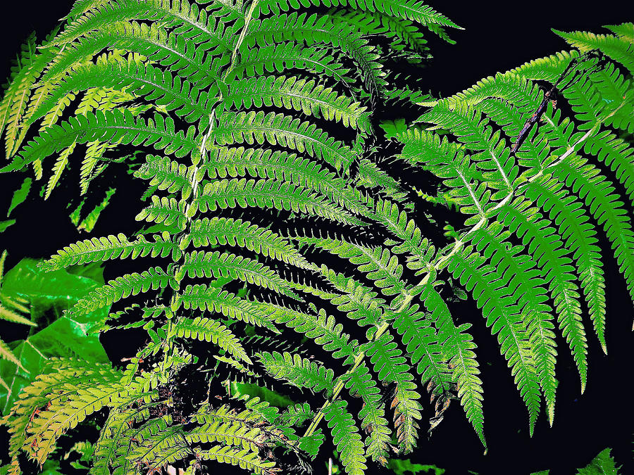 Once Upon A Fern Photograph by Ira Shander
