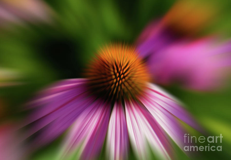 Abstract Photograph - Once Upon a Flower by Rachel Cohen