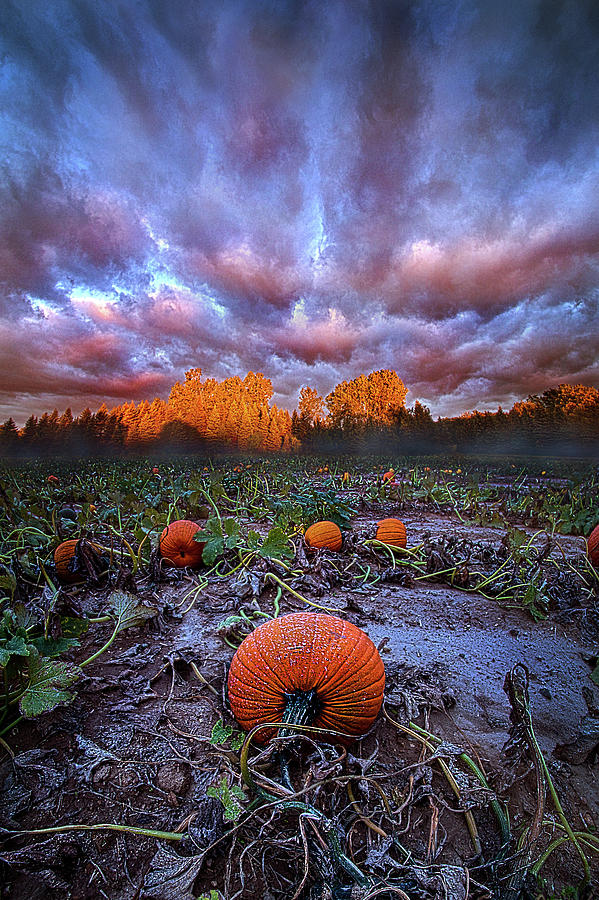 Once Upon A Pumpkin Time Photograph by Phil Koch