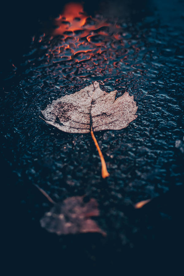 Once You Fall, You Will Be Back Up Again. --raining On Dead Leaf 