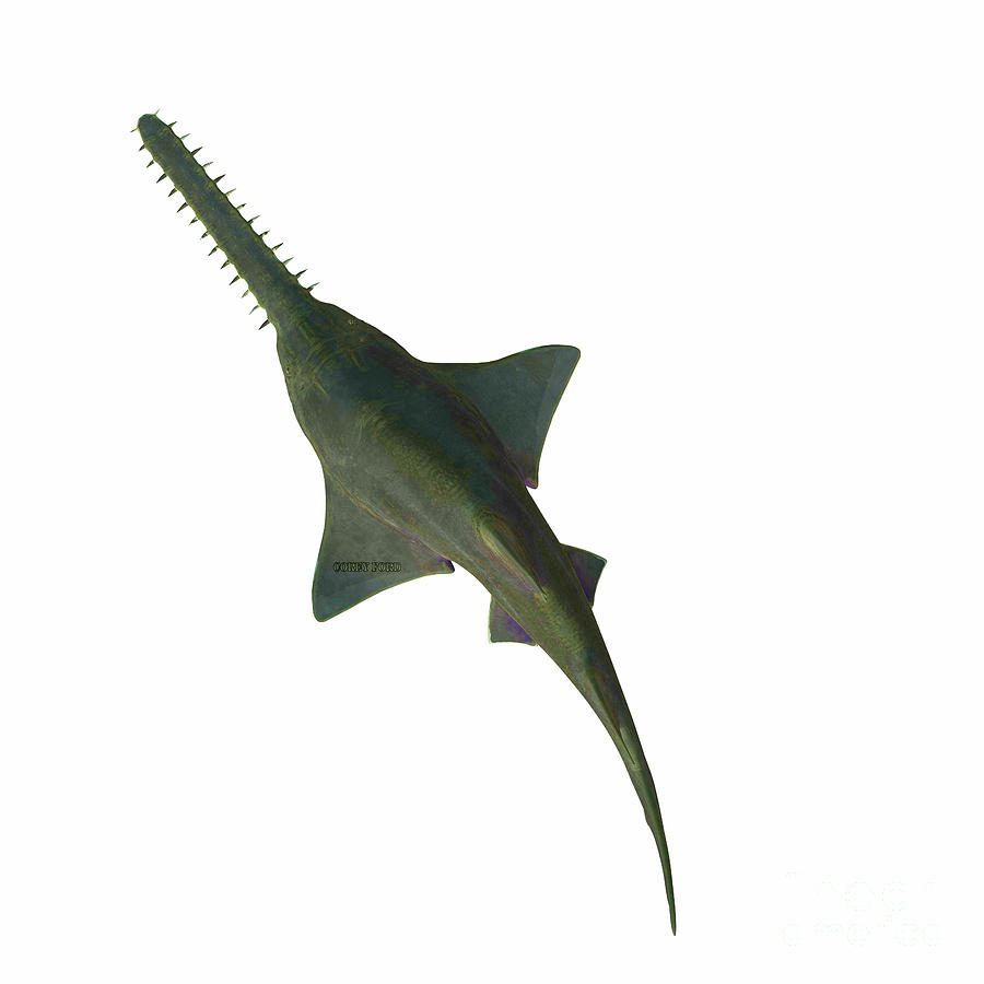Onchopristis Sawfish Overview Digital Art by Corey Ford