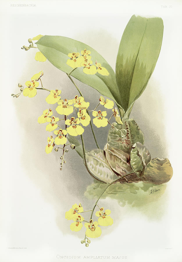 Orchid Painting - Oncidium ampliatum majus Orchid by World Art Collective