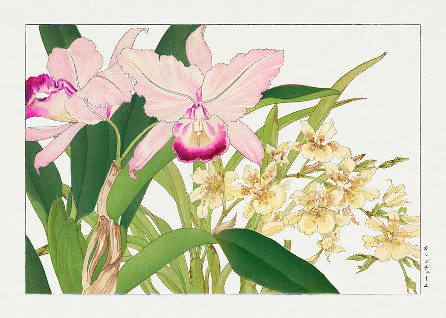 Oncidium Flower - Ukiyo e art - Vintage Japanese woodblock art - Seiyo SOKA ZUFU by Tanigami Konan Digital Art by Studio Grafiikka
