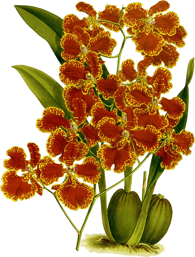 Oncidium Forbesii Orchid Mixed Media by World Art Collective