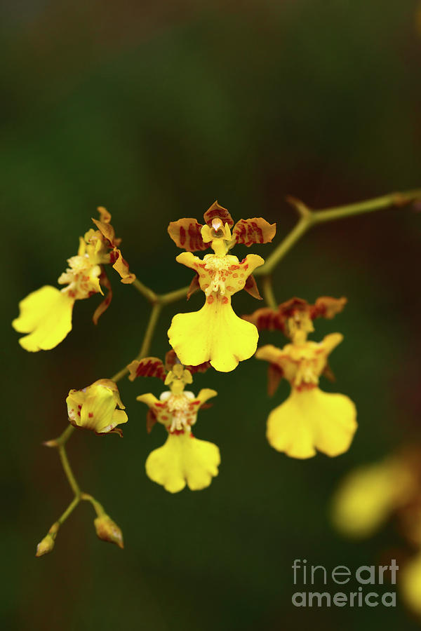 Oncidium or Dancing Lady Orchids Photograph by James Brunker