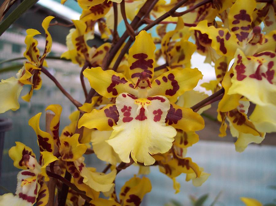 Oncidium Orchid Photograph by Marlene Challis