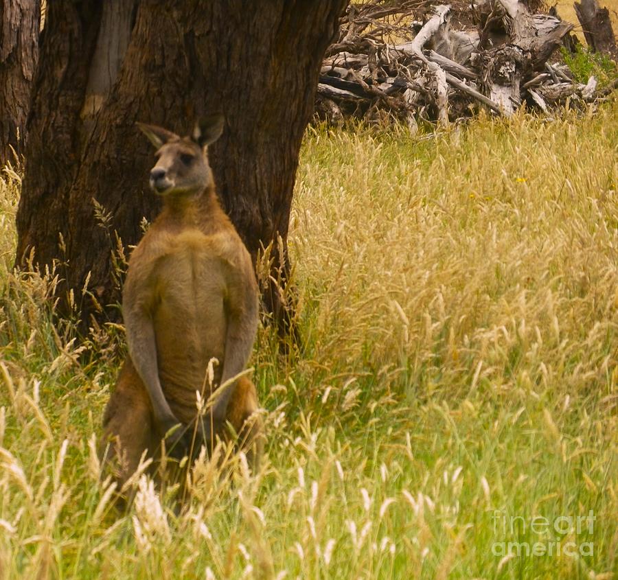 One Amazing Kangaroo Photograph