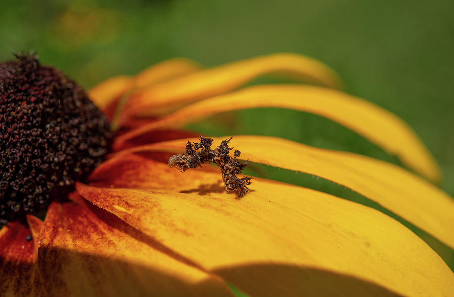 One Amazing Little Bug Photograph by Linda Howes - Fine Art America