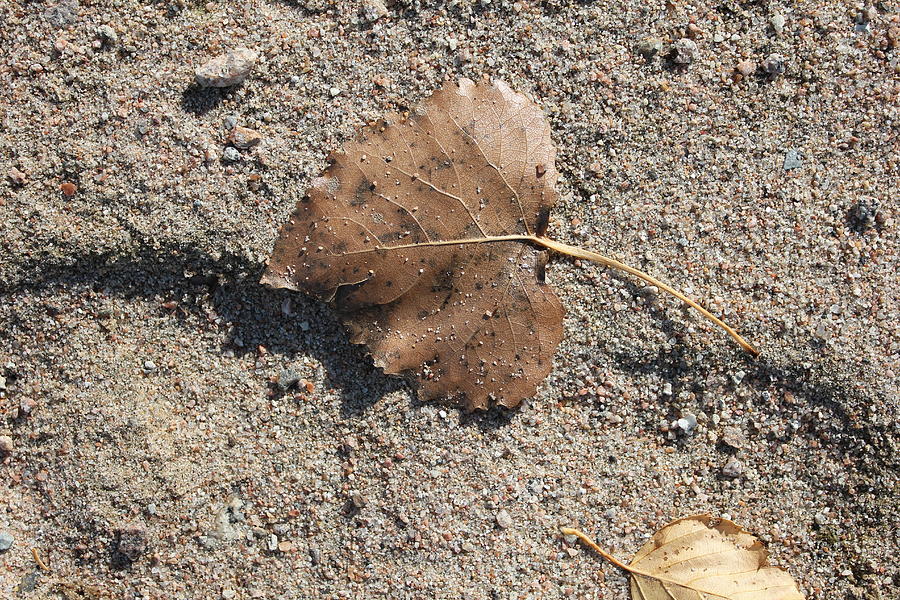 Fall Photograph - One Aspen Leaf by Ruth Kamenev