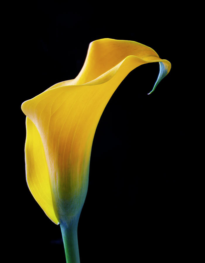 One Beautiful Yellow Calla Lily Photograph by Garry Gay - Fine Art America