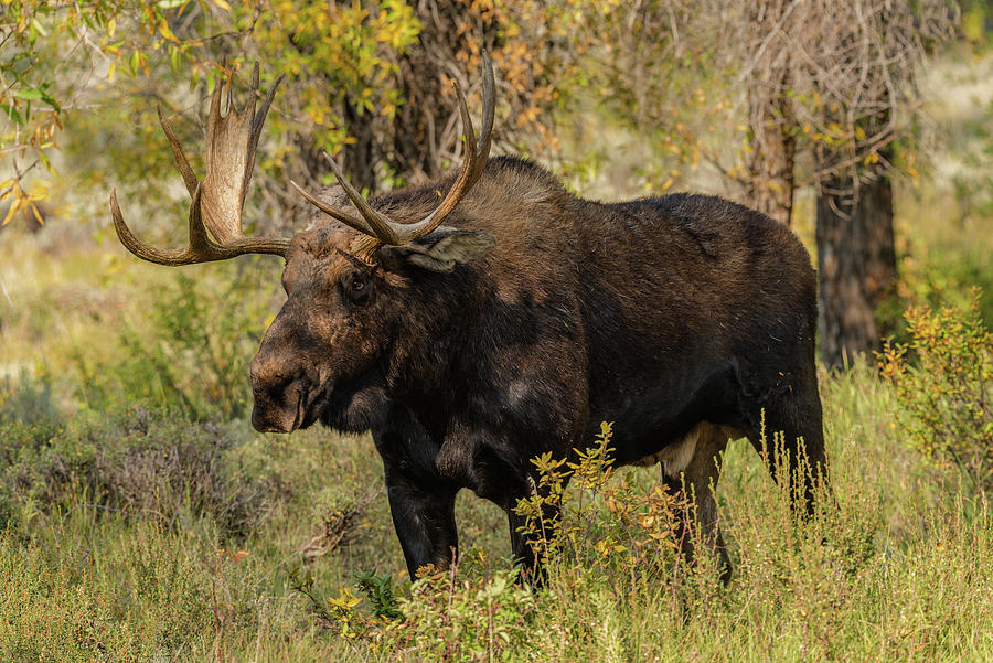 One Big Bull Moose Photograph by Yeates Photography