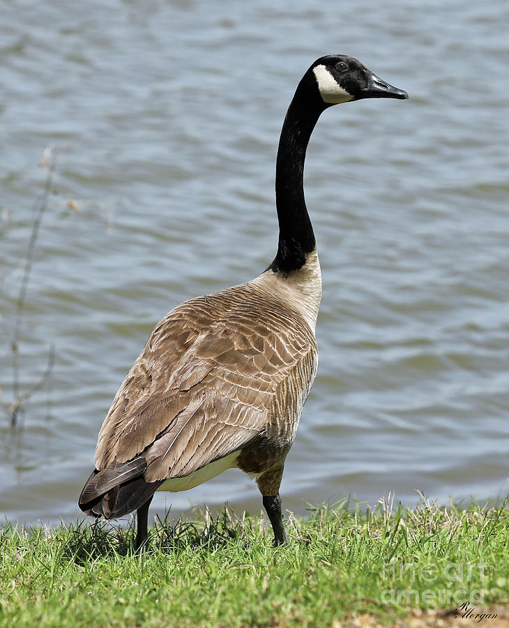 One Big Goose Photograph by Rebecca Morgan - Fine Art America