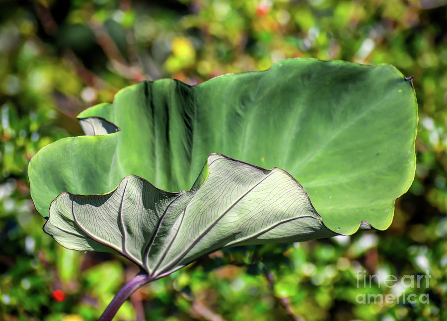 One Big Leaf Photograph by Kerri Farley