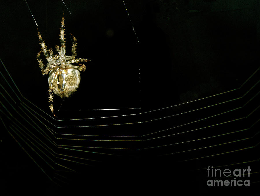 One Big Spider Photograph by Mary Kobet