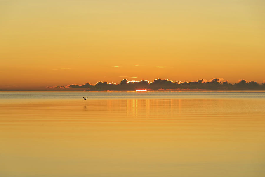 One Bird Sunrise - Still Waters and a Sliver of the Sun Photograph by Georgia Mizuleva