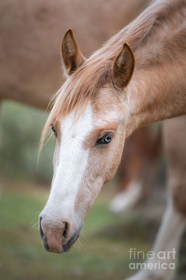 Wildlife Photograph - One Blue Eyed Mare by Lisa Manifold
