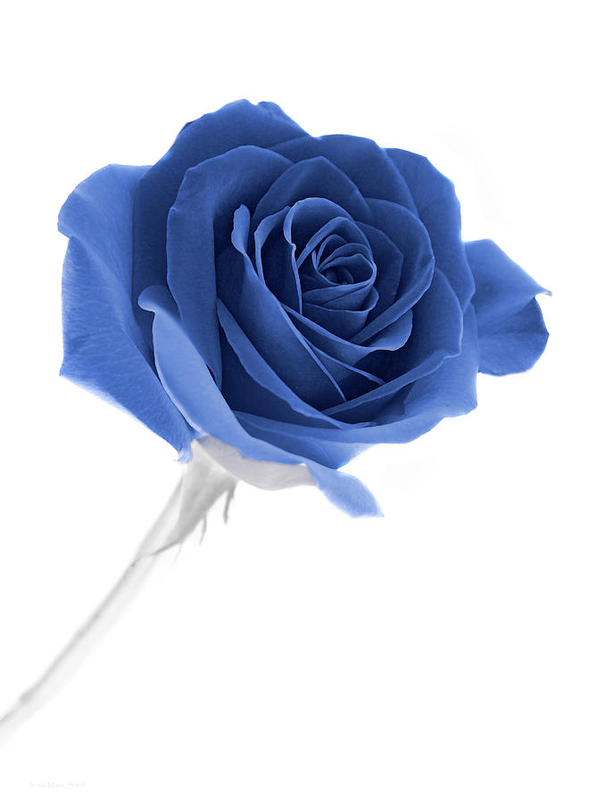 One Blue Rose Flower Photograph by Jennie Marie Schell