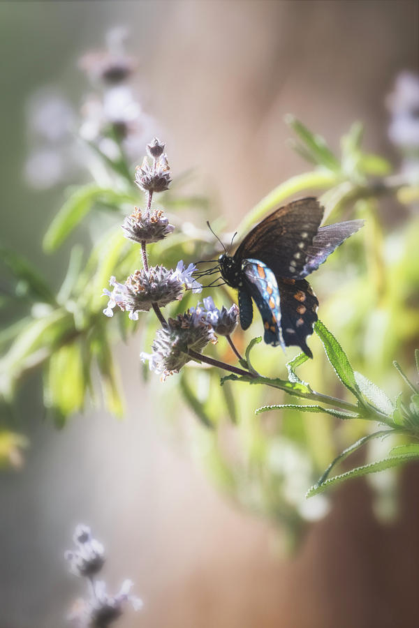 One Blue Swallowtail  Photograph by Saija Lehtonen