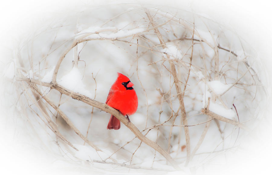 One Bright Red Cardinal Photograph by Diane Lindon Coy