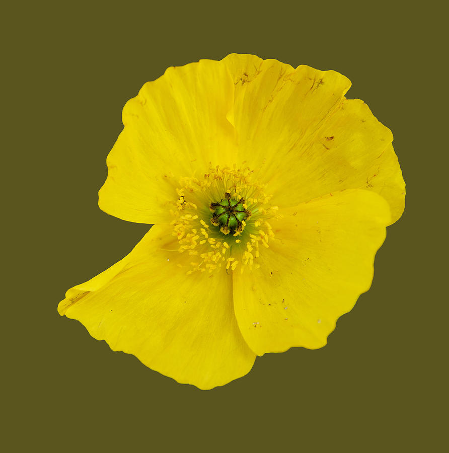 One bright yellow poppy transparent Photograph by Jouko Lehto